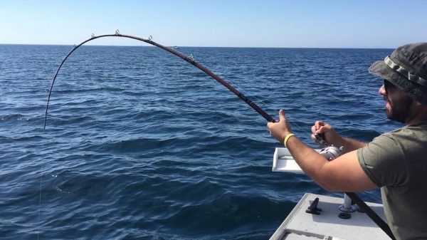 Outer Island Full Day Trip – Santa Rosa - Image 3