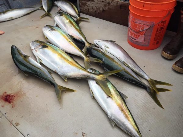 Outer Island Full Day Trip – Santa Rosa - Image 4